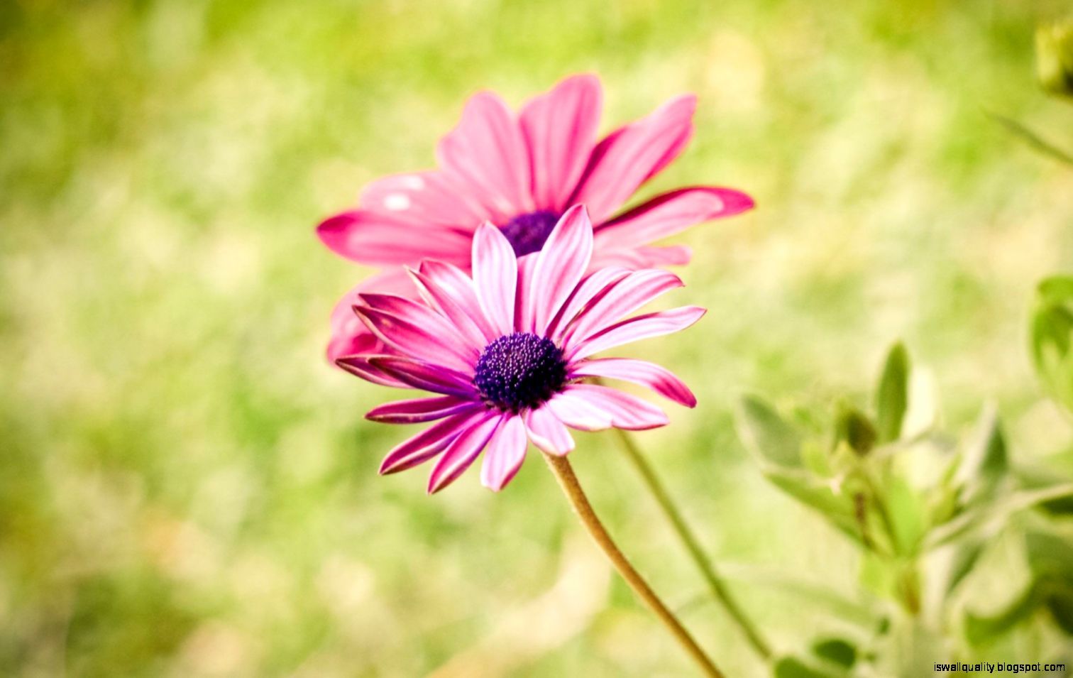 Fiori rosa margherita africana, 1512x955 720p, PC