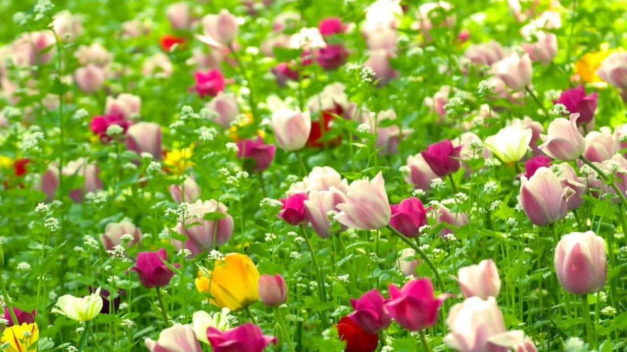 Tulipani colorati nel prato, 1280x720 HD, Desktop