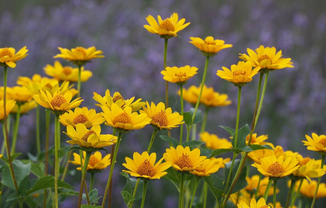 Fiori gialli di campo, 1332x850 HD, Desktop