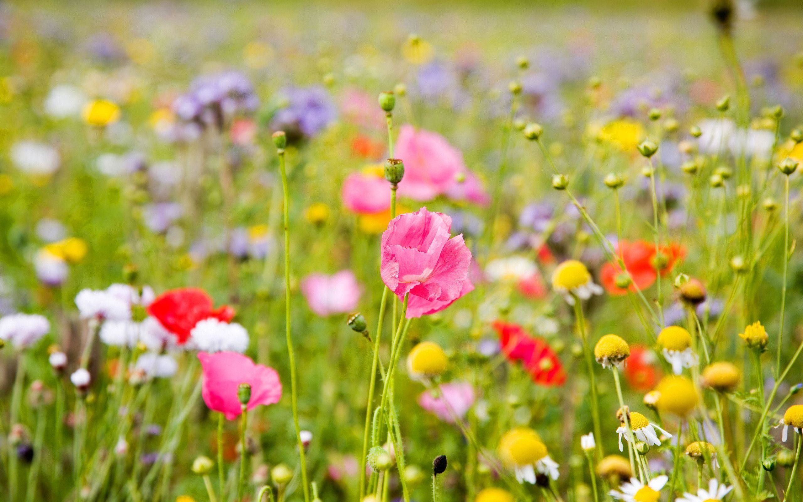 Prato fiori estivi colorati, 2560x1600 2K, Laptop