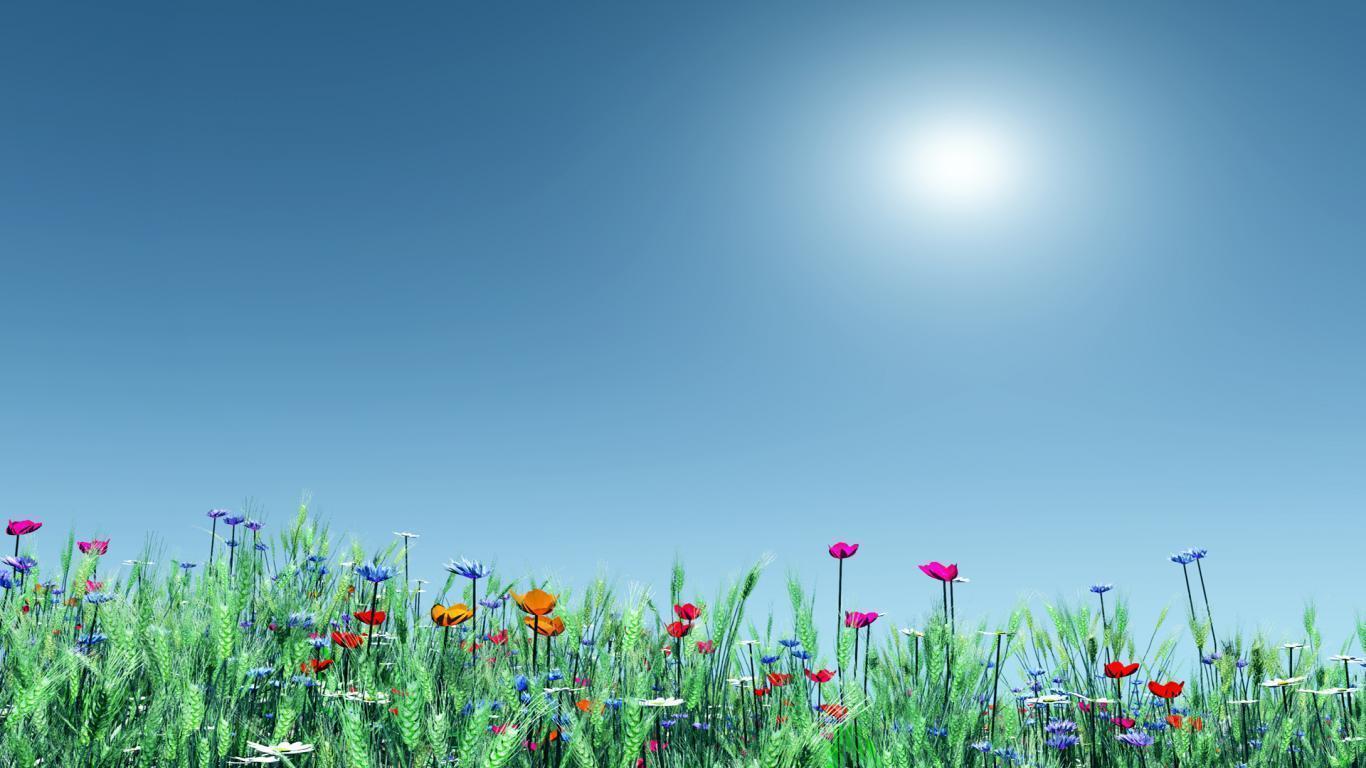 Prato fiorito con cielo azzurro, 1366x768 720p, PC