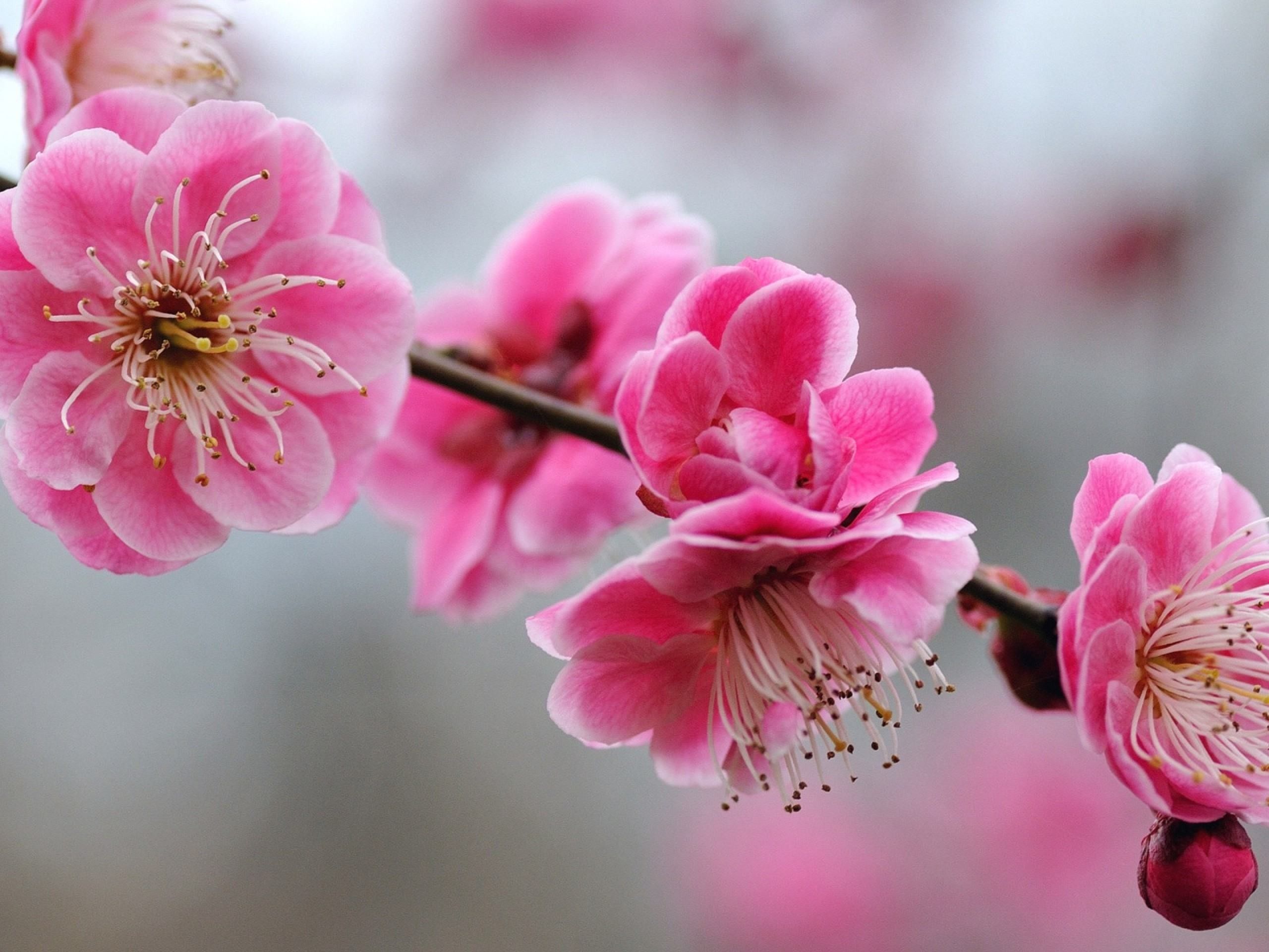 Fiori di ciliegio rosa, 2560x1920 2K, PC