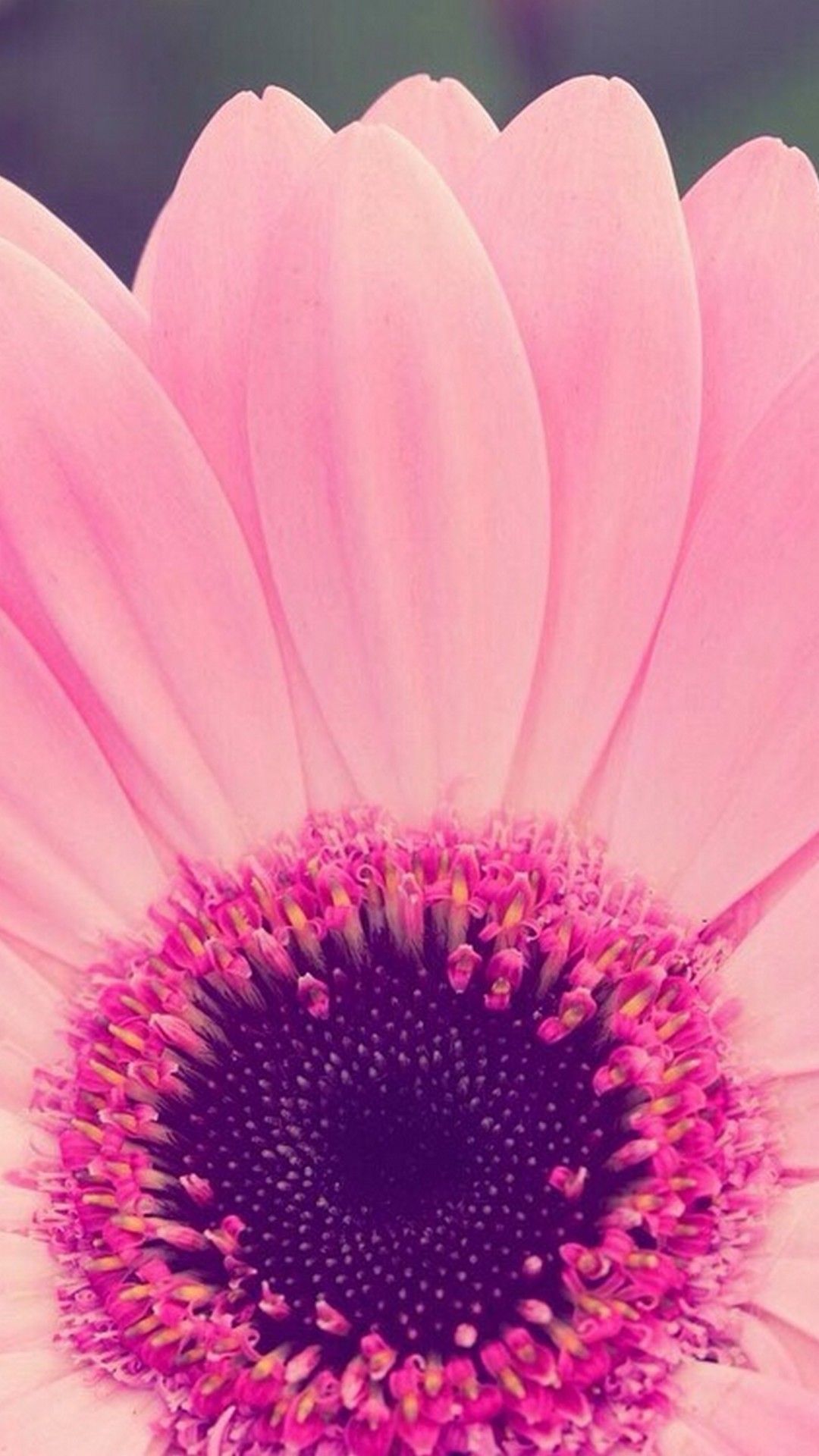 Gerbera rosa in primo piano, 1080x1920 Full HD Verticale, iPhone