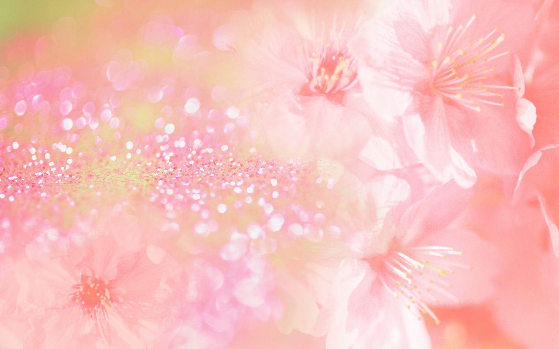 Fiori rosa sfocati con bokeh, 1920x1200 WUXGA, Desktop