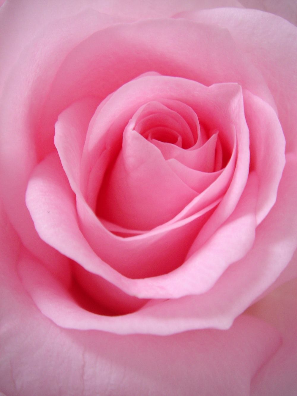 Rosa rosa in primo piano, 1000x1333 Verticale, OnePlus