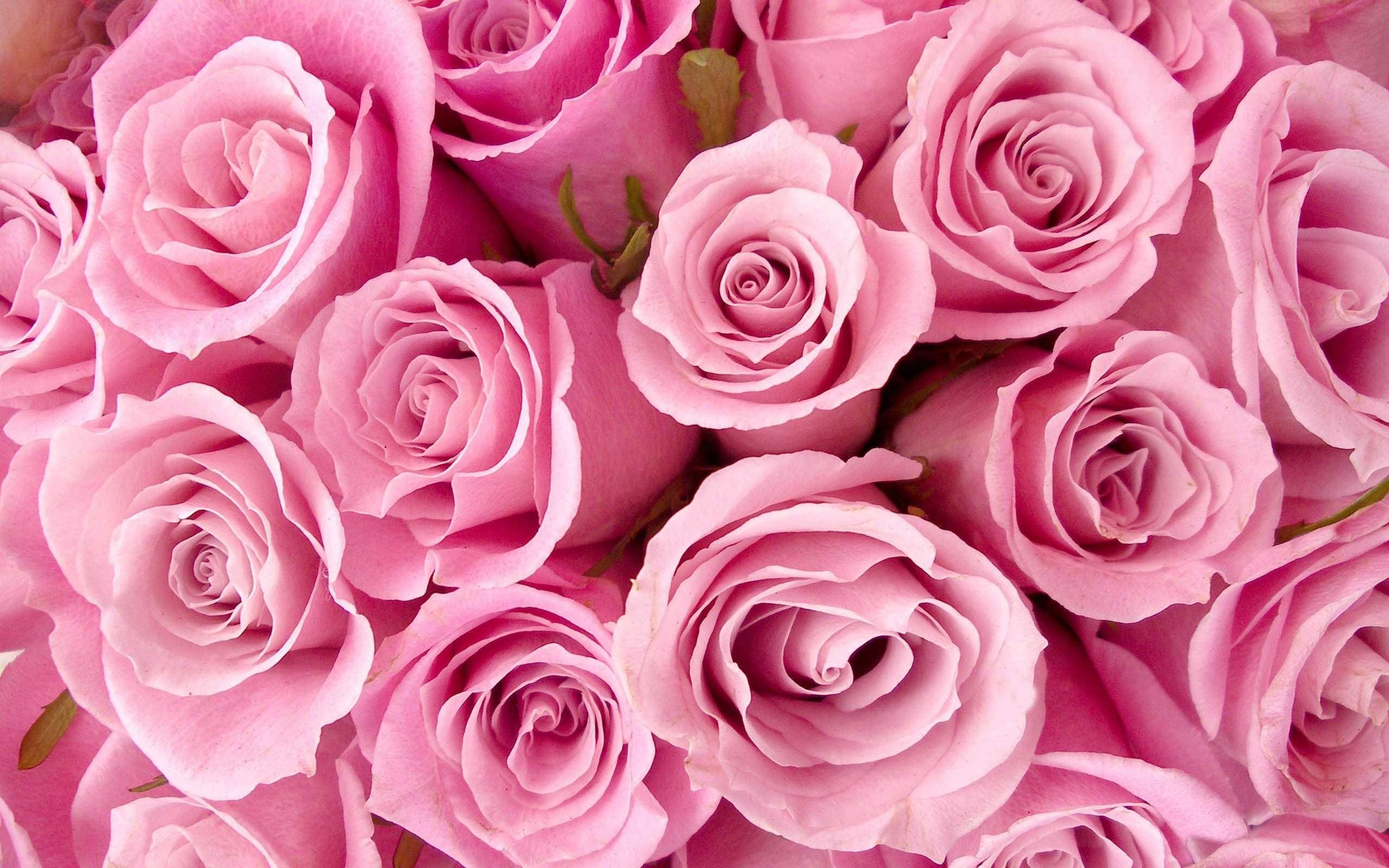 Rose rosa fitte, 2560x1600 2K+, Laptop