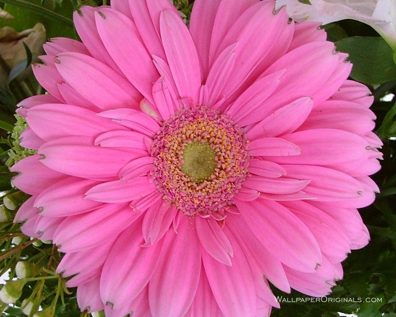 Gerbera rosa in primo piano, 1280x1024 720p, Laptop