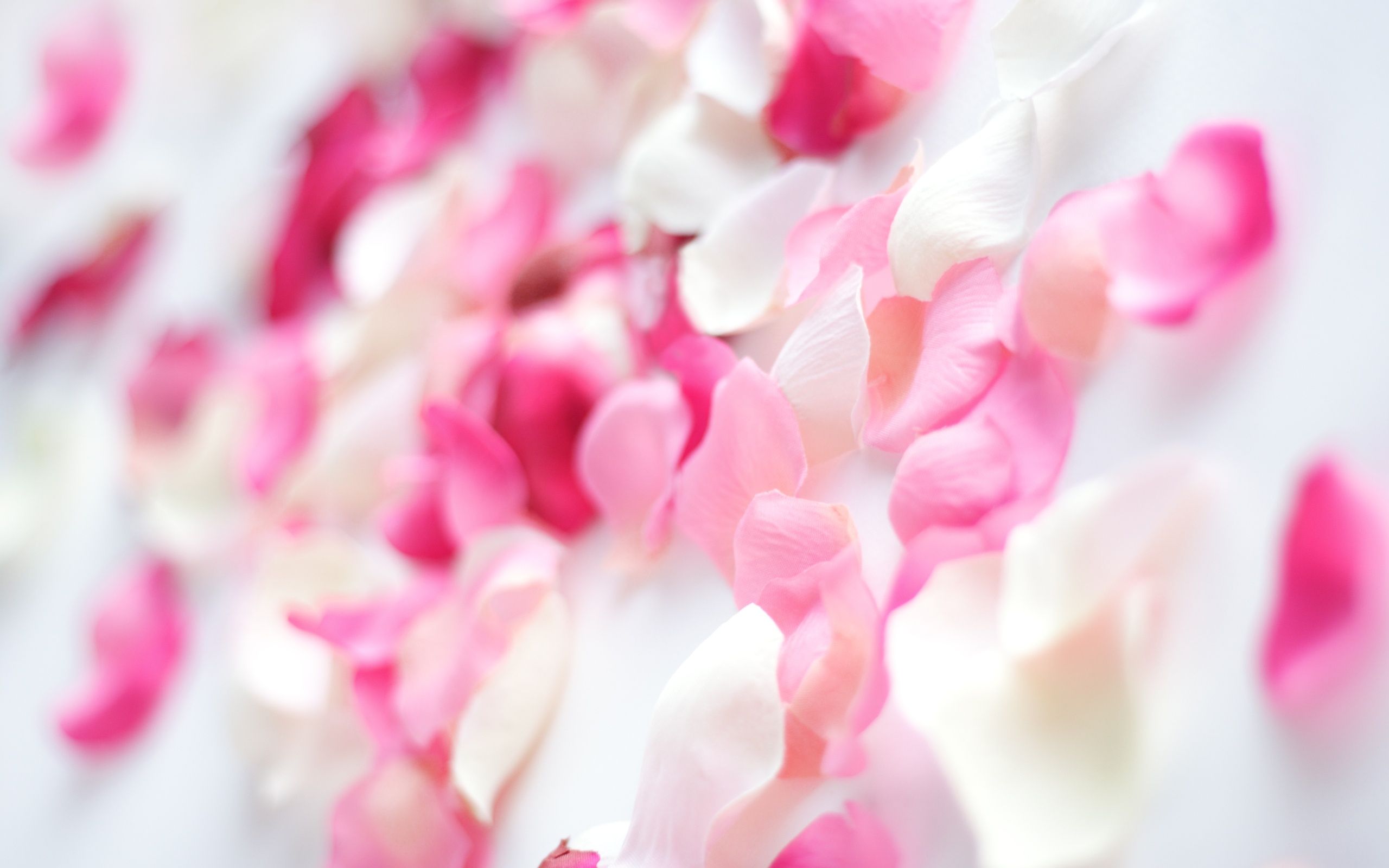 Petali di rosa rosa e bianco, 2560x1600 2K, Desktop