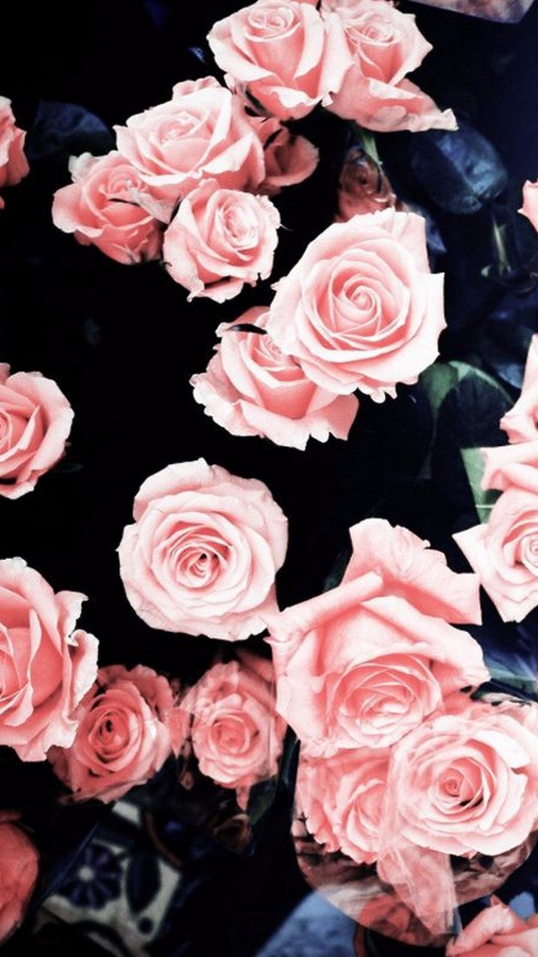 Rose rosa su sfondo bianco, 1366x768 720p, Laptop
