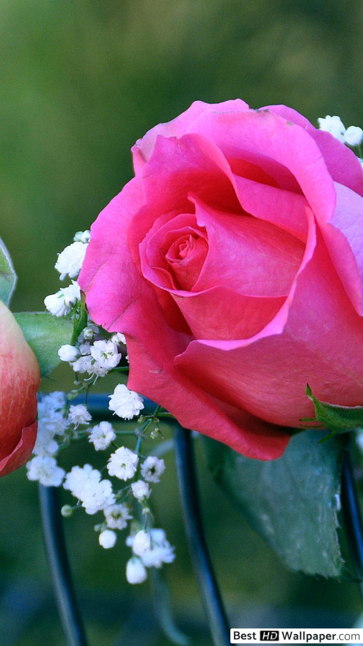 Rose rosa su sfondo scuro, 1080x1920 Verticale, Telefono