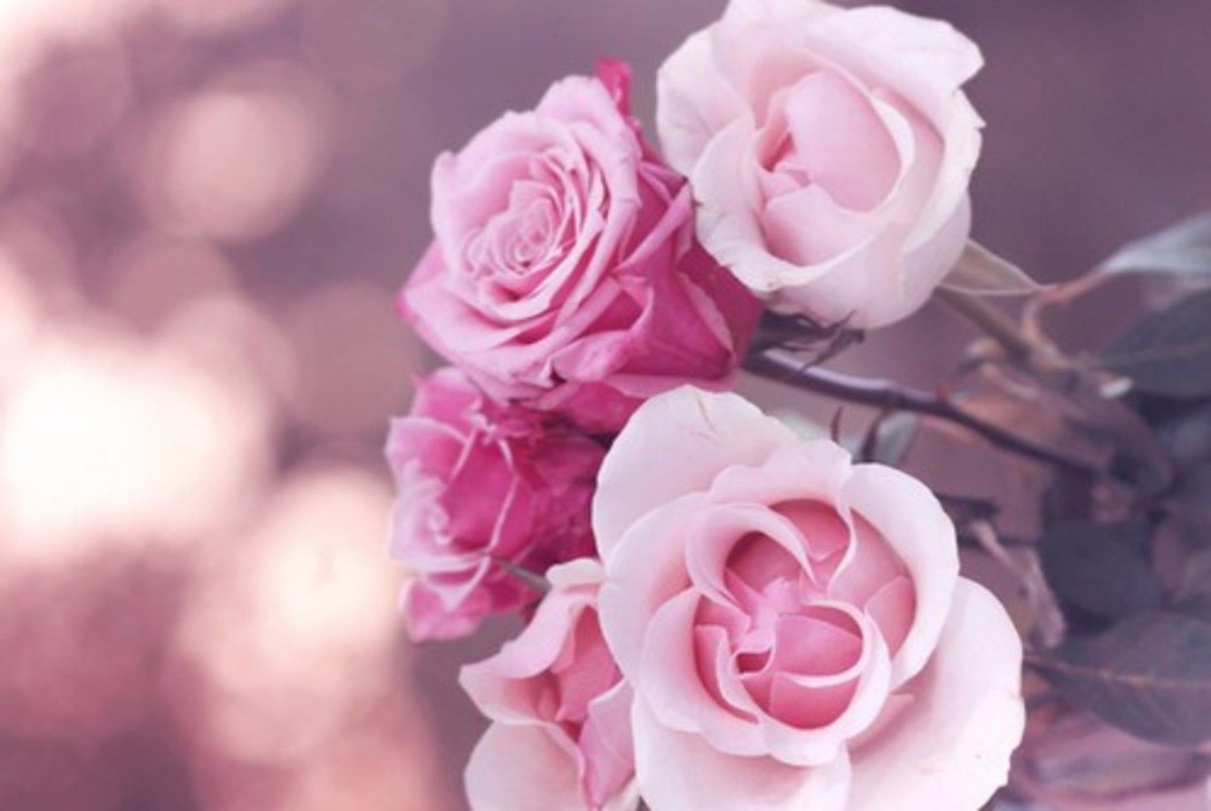 Rose rosa pastello delicate, 1366x915 720p, Lenovo Legion