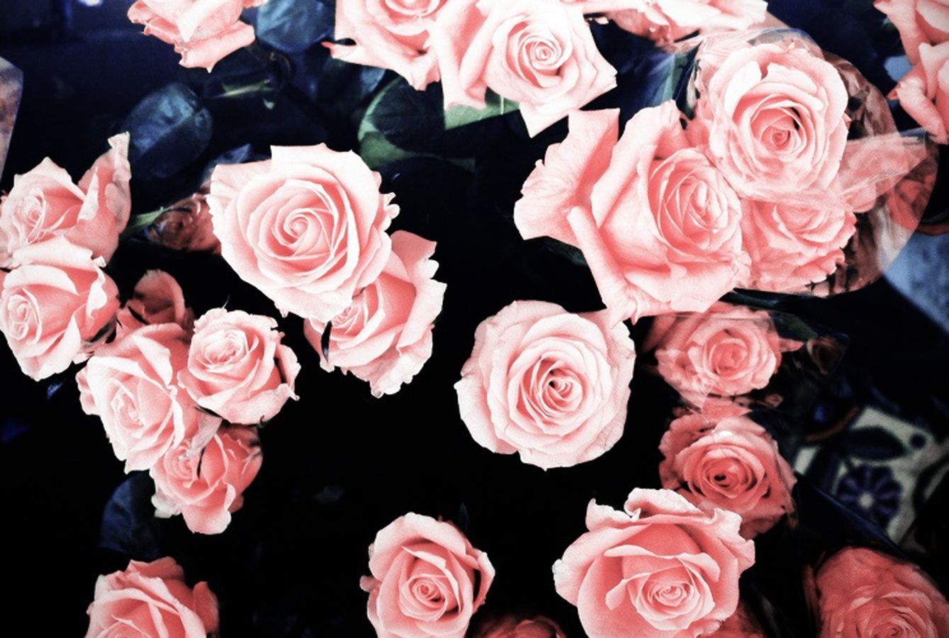 Rose rosa su sfondo scuro, 1339x900 HD, Desktop