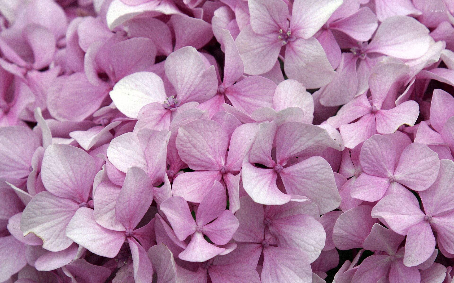 Fiori glitter viola turchese, 750x1334 Full HD Verticale, Smartphone