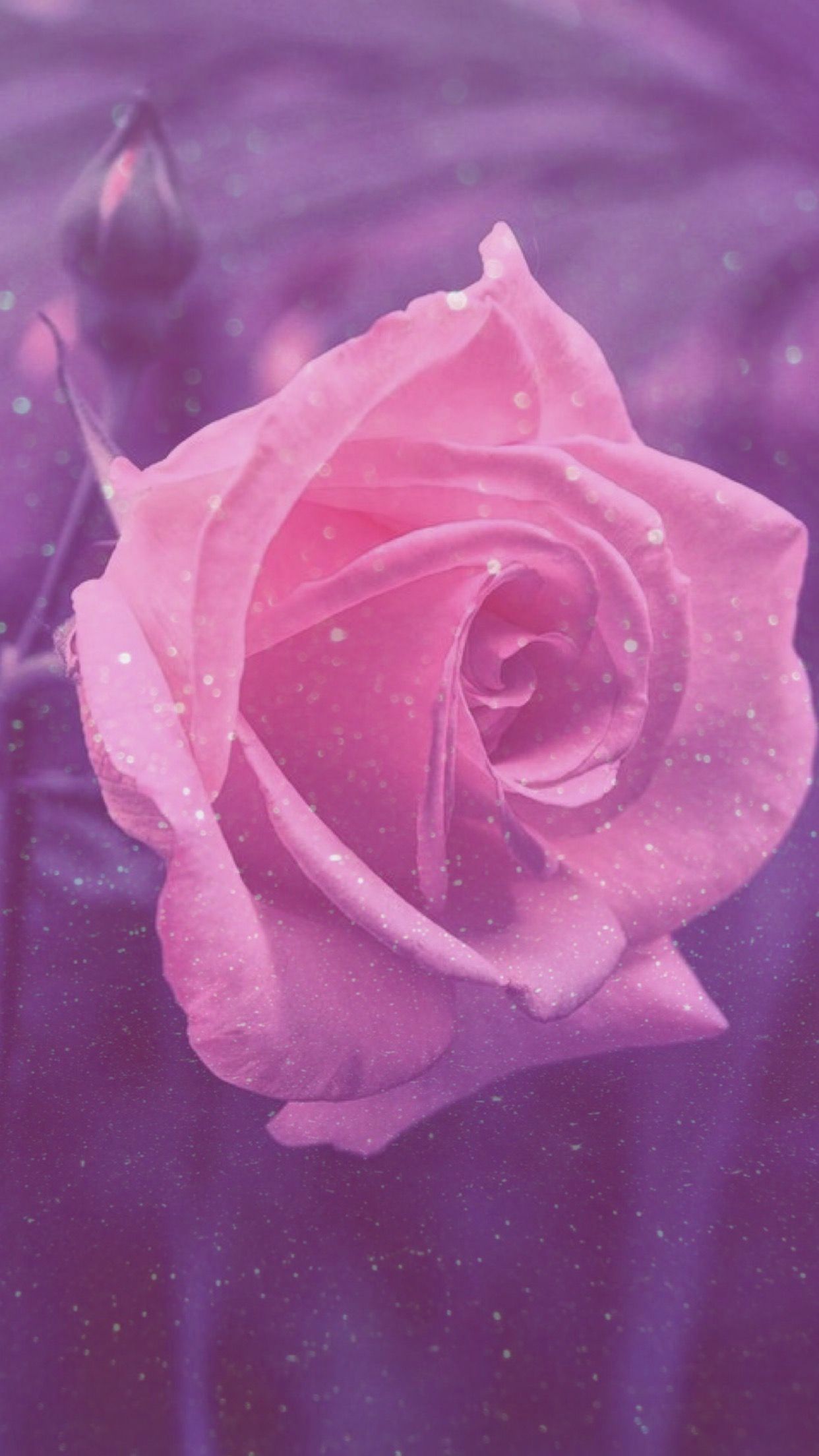 Rosa rosa con gocce, 1242x2208 Verticale, Telefono