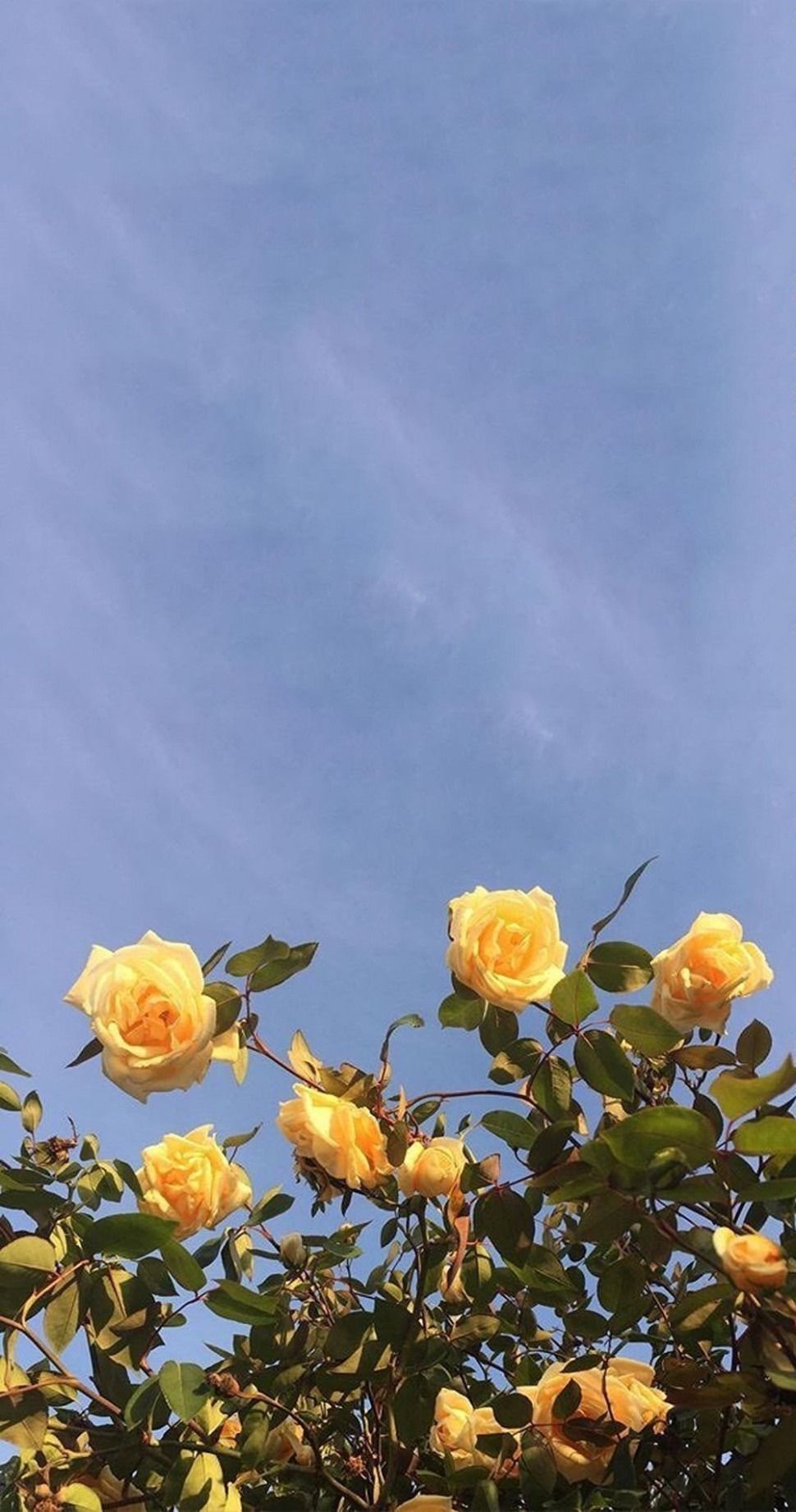 Rose gialle contro cielo azzurro, 970x1843 Verticale, Mobile