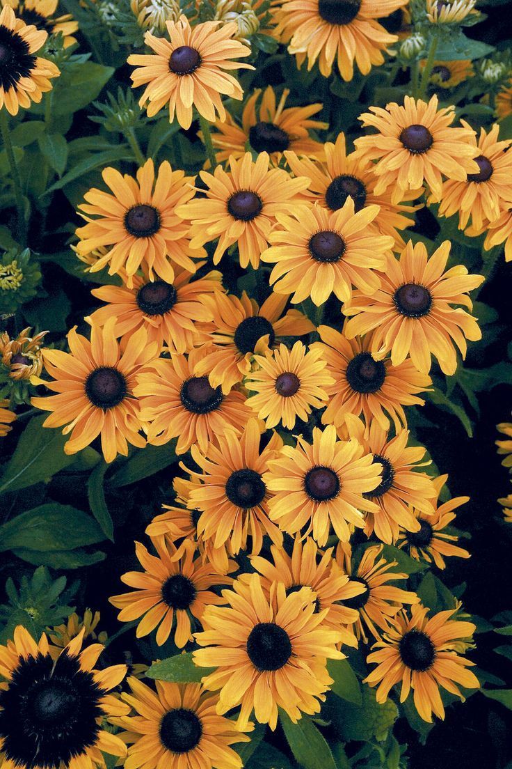 Fiori gialli rudbeckia, 736x1104 Full HD Verticale, Smartphone
