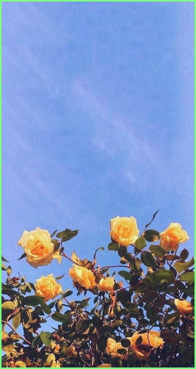 Rose gialle contro cielo azzurro, 650x1225 Verticale, Xiaomi