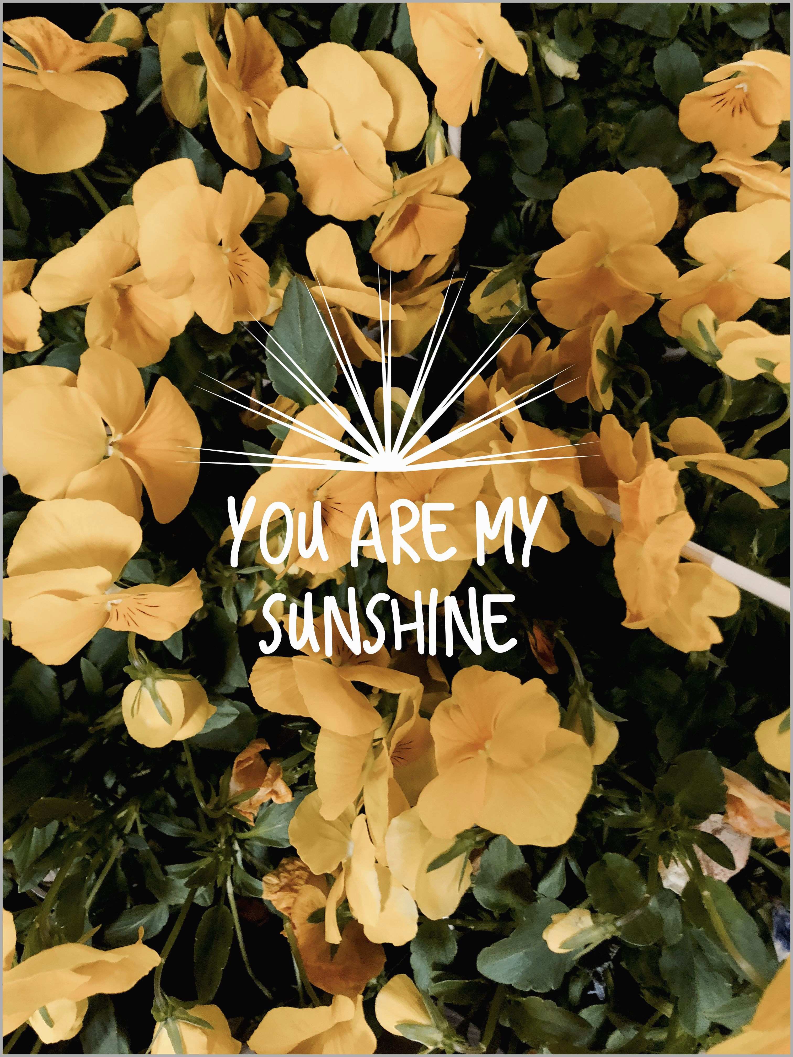 Fiori gialli con scritta sunshine, 3024x4032 Full HD Verticale, iPhone