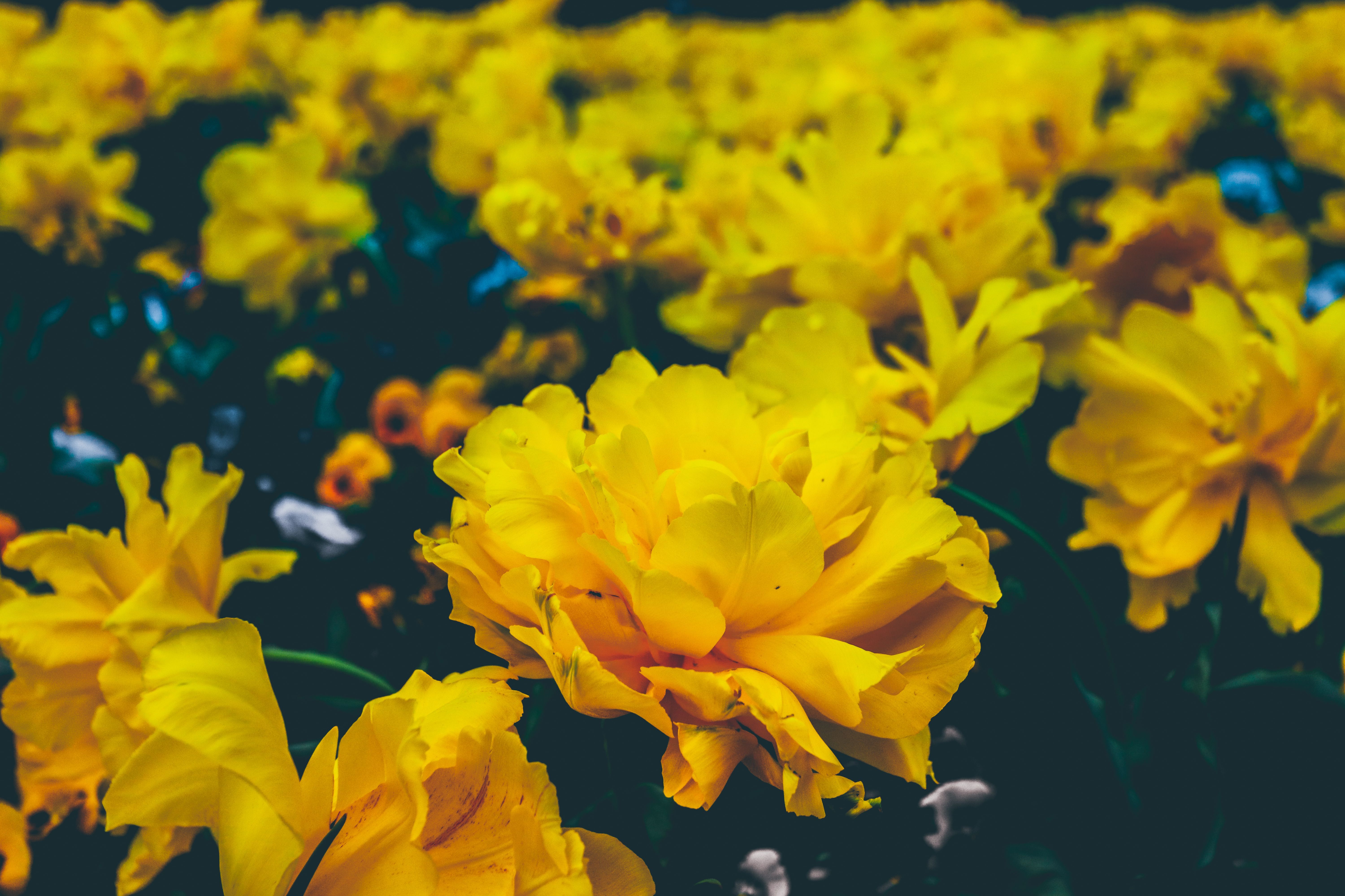 Fiori gialli in campo, 6000x4000 UHD, Monitor 4K