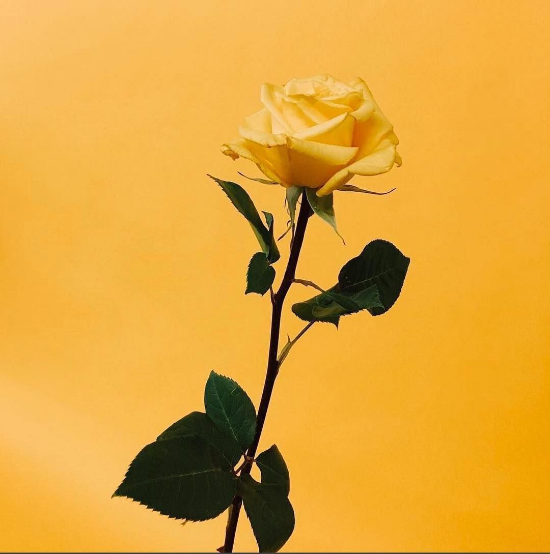 Rosa gialla su sfondo giallo, 1080x1089 Verticale, POCO