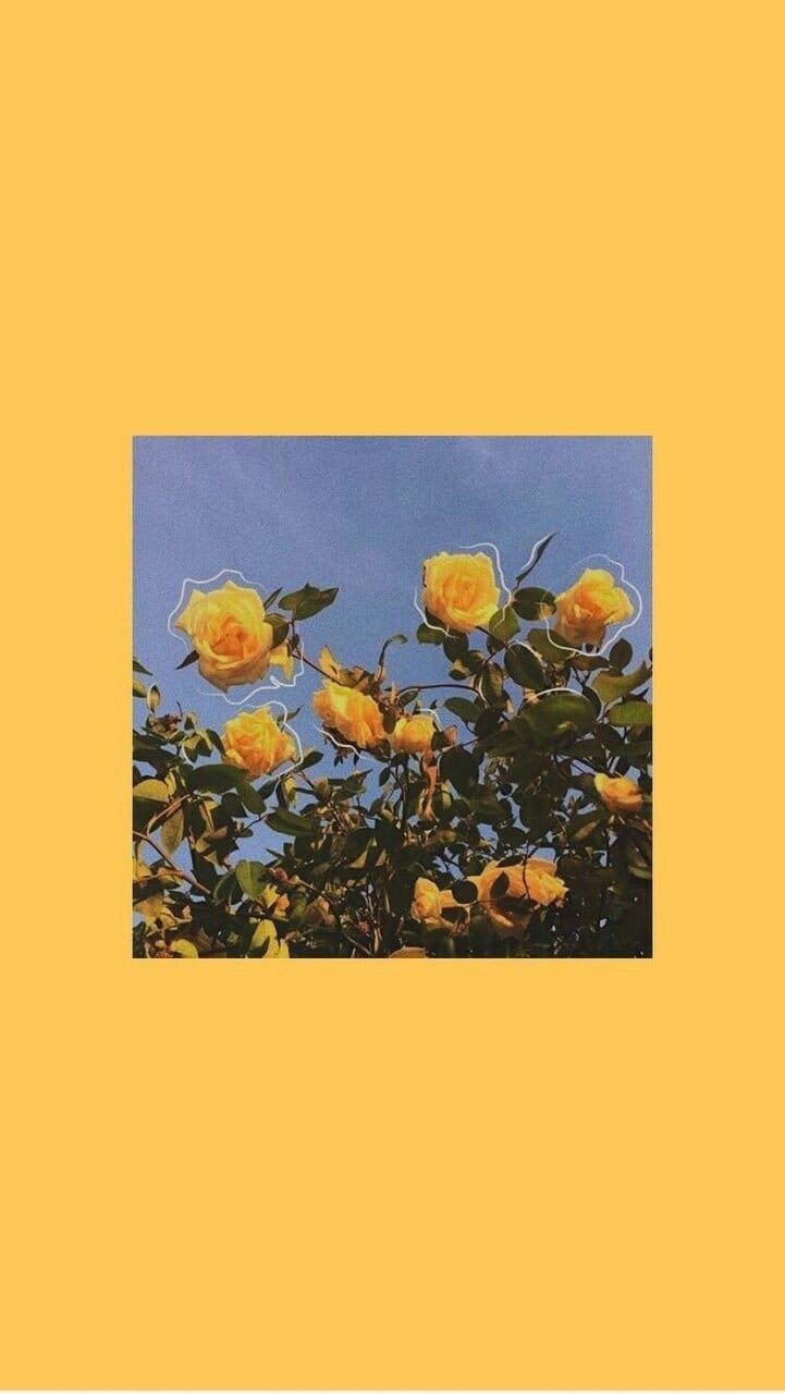 Rose gialle su sfondo giallo, 721x1280 Full HD Verticale, iPhone