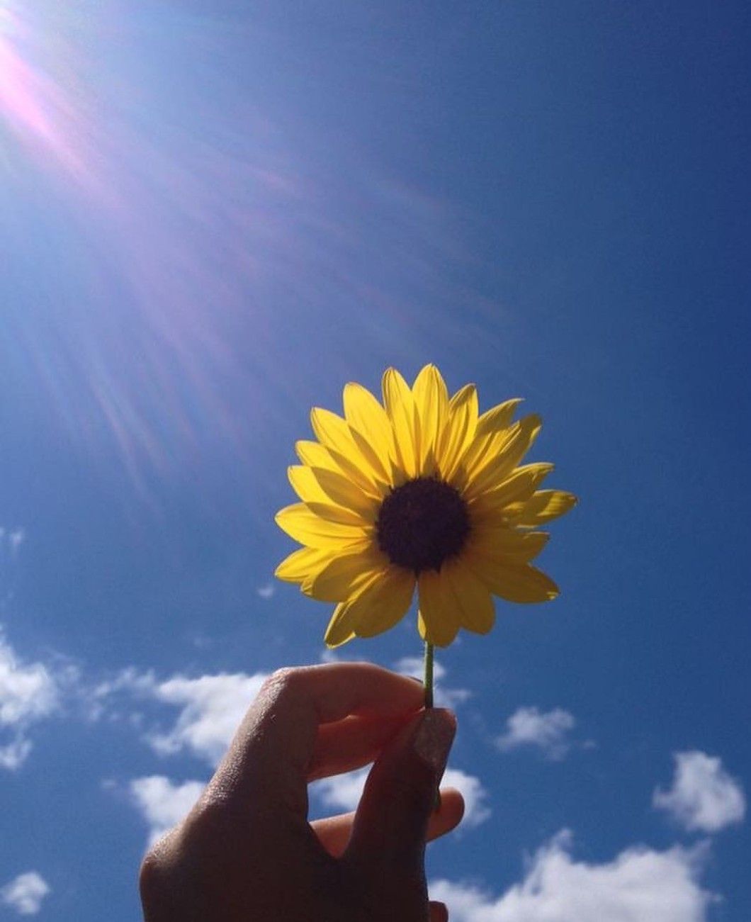 Girasole in mano cielo, 1060x1301 Verticale, Mobile