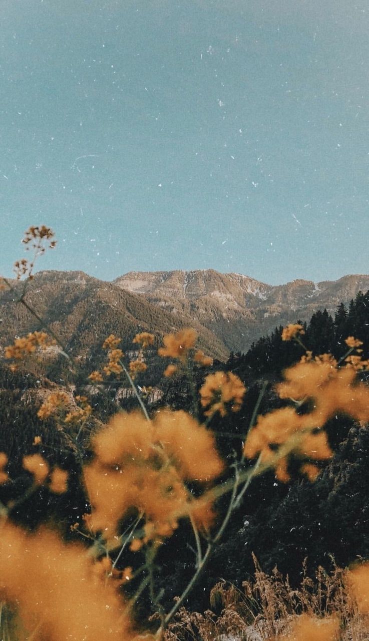 Fiori gialli con montagne, 737x1280 Verticale, OnePlus