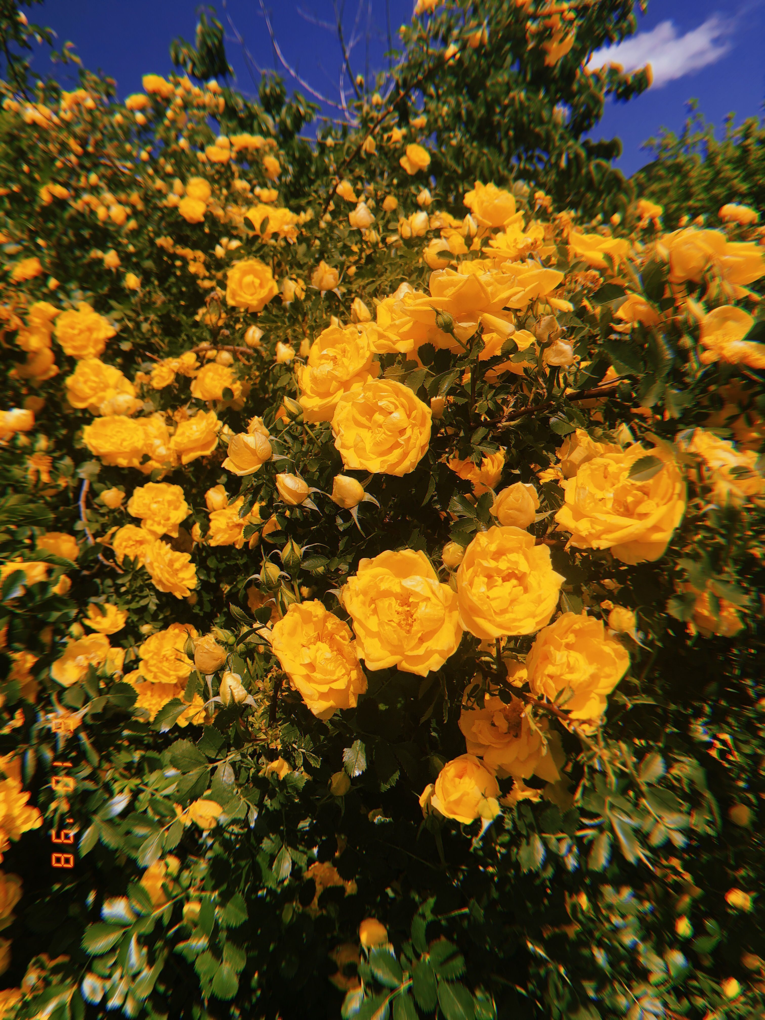 Rose gialle su cespuglio, 3024x4032 Full HD Verticale, Smartphone