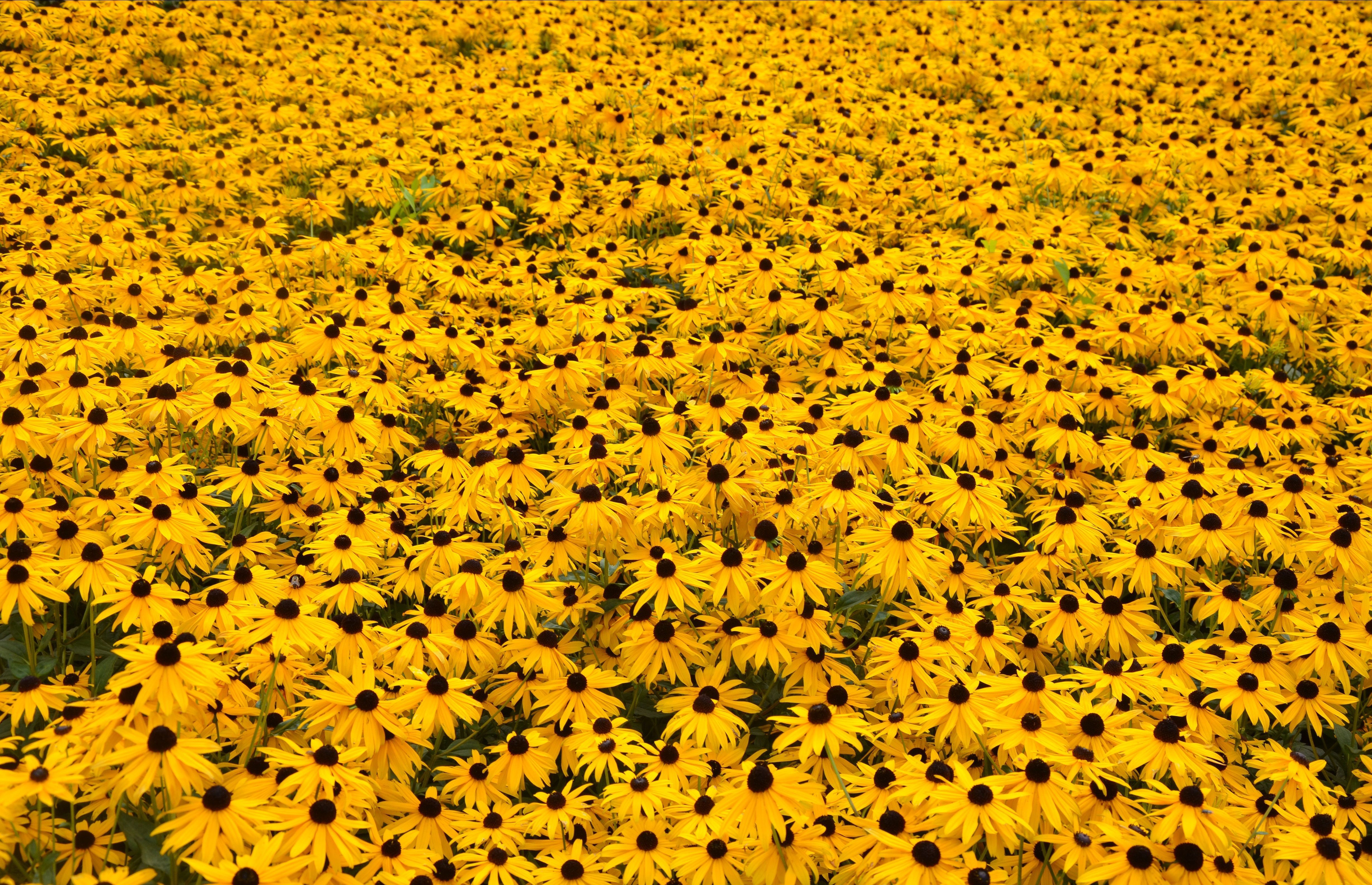 Campo di fiori gialli, 4922x3177 4K Ultra HD, Monitor 4K