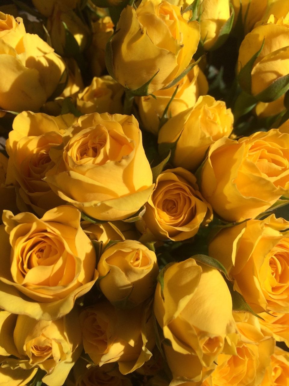 Mazzo di rose gialle, 960x1280 Verticale, Mobile