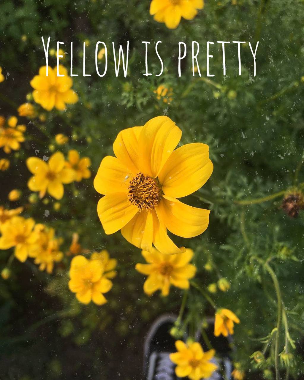 Fiori gialli con testo, 1024x1280 Full HD Verticale, iPhone