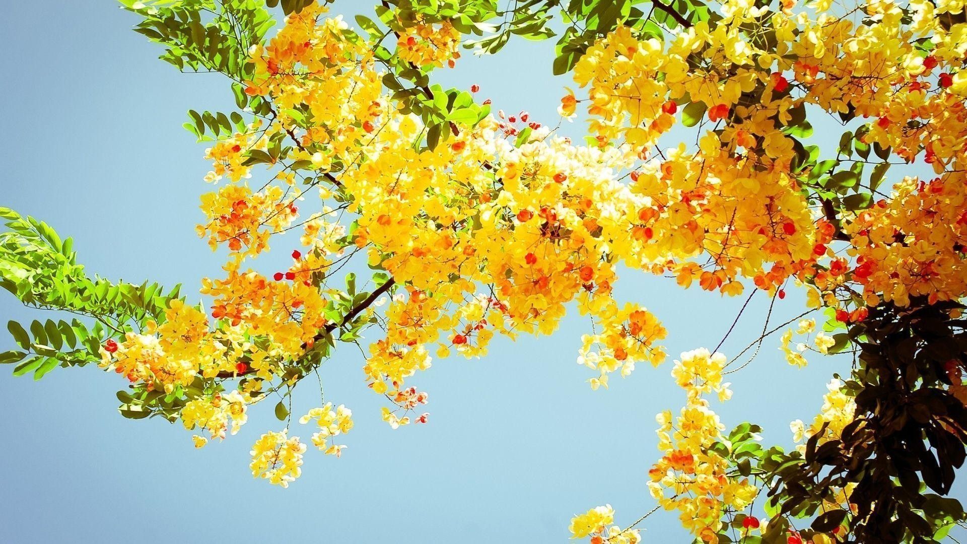 Fiori gialli su cielo azzurro, 1920x1080 1080p, PC