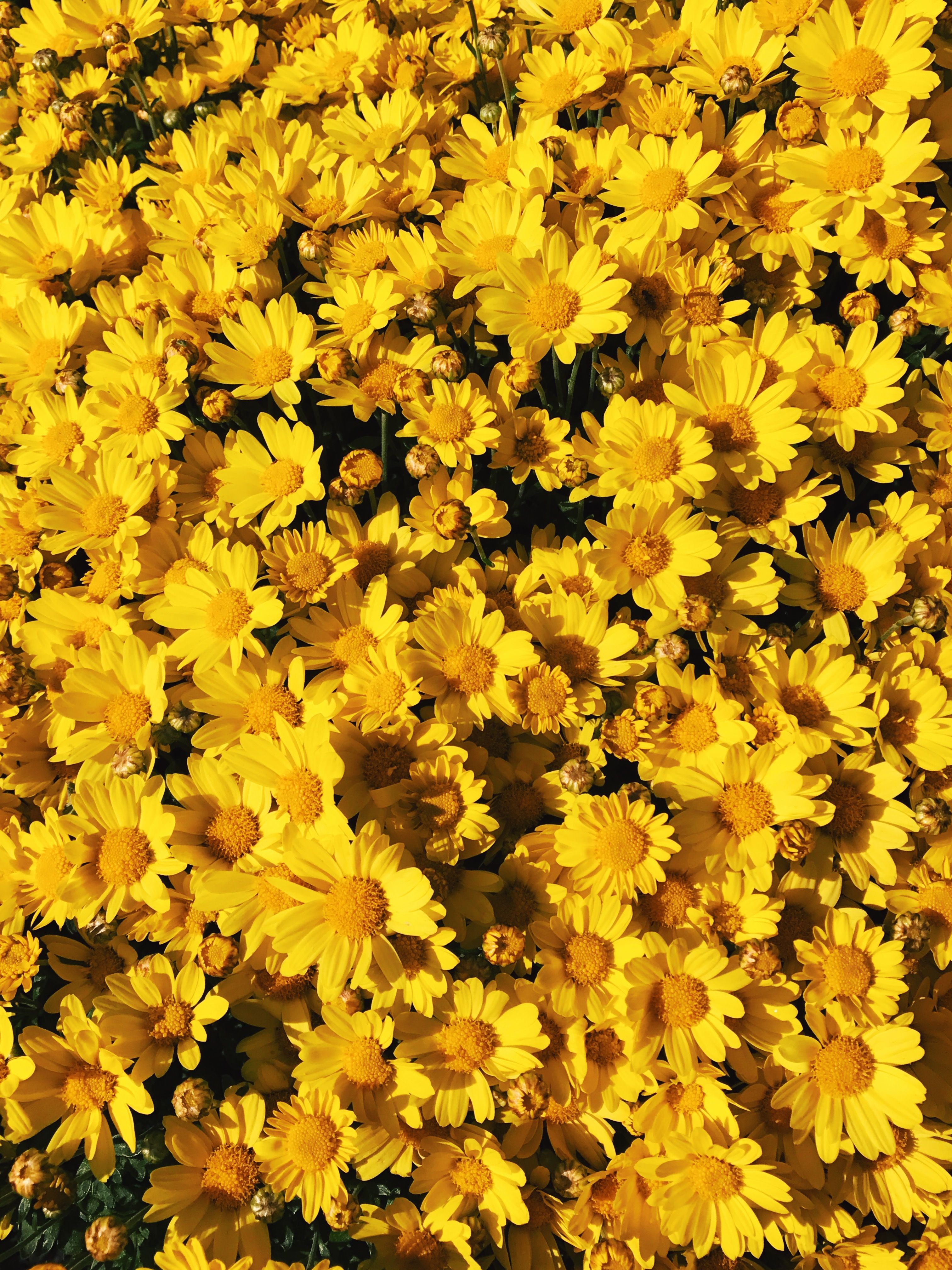 Margherite gialle in fiore, 3024x4032 Full HD Verticale, Realme