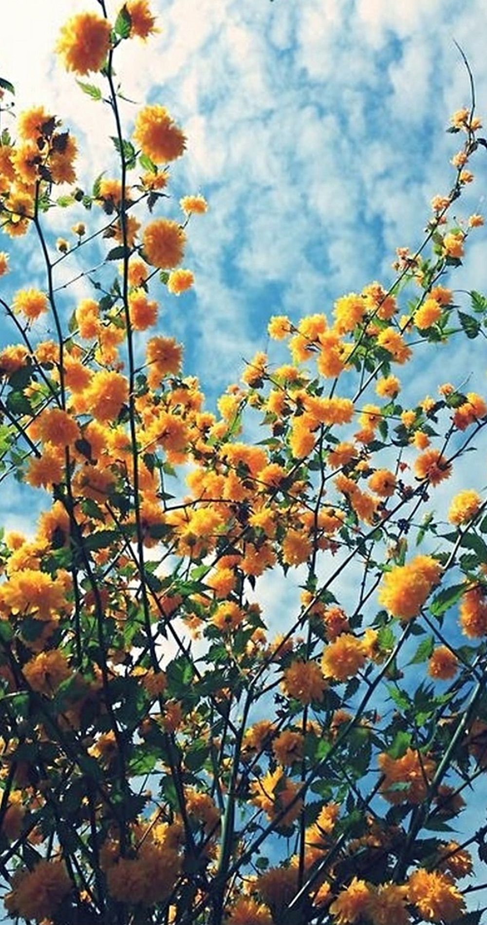 Fiori gialli su ramo, 1000x1900 Verticale, POCO
