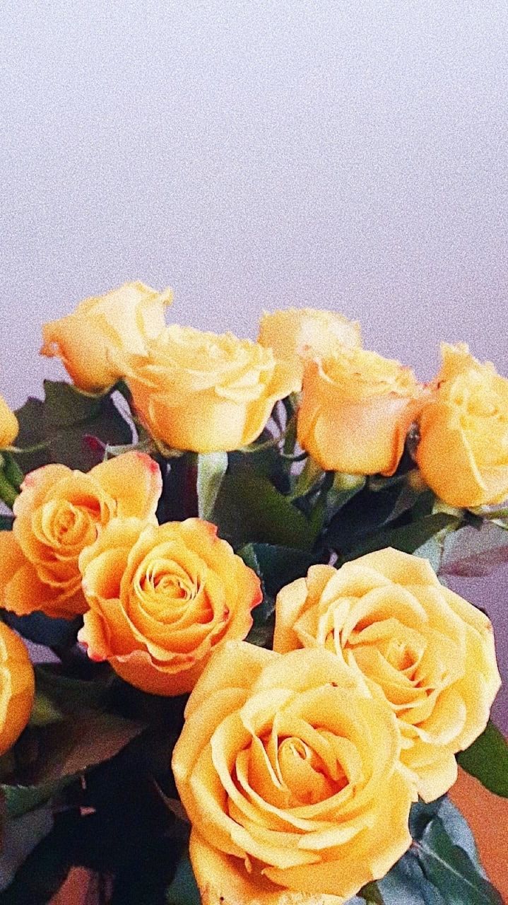 Rose gialle e arancioni, 719x1280 Full HD Verticale, iPhone
