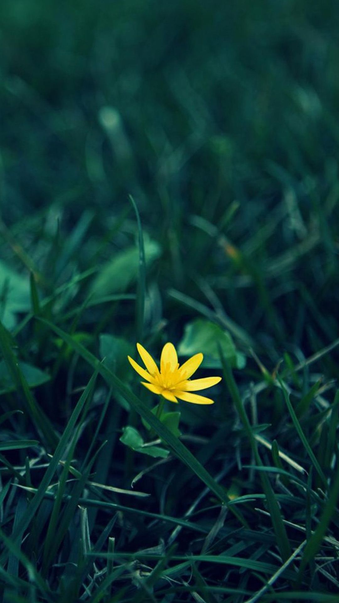 Piccolo fiore giallo nell'erba, 1080x1920 Verticale, Mobile