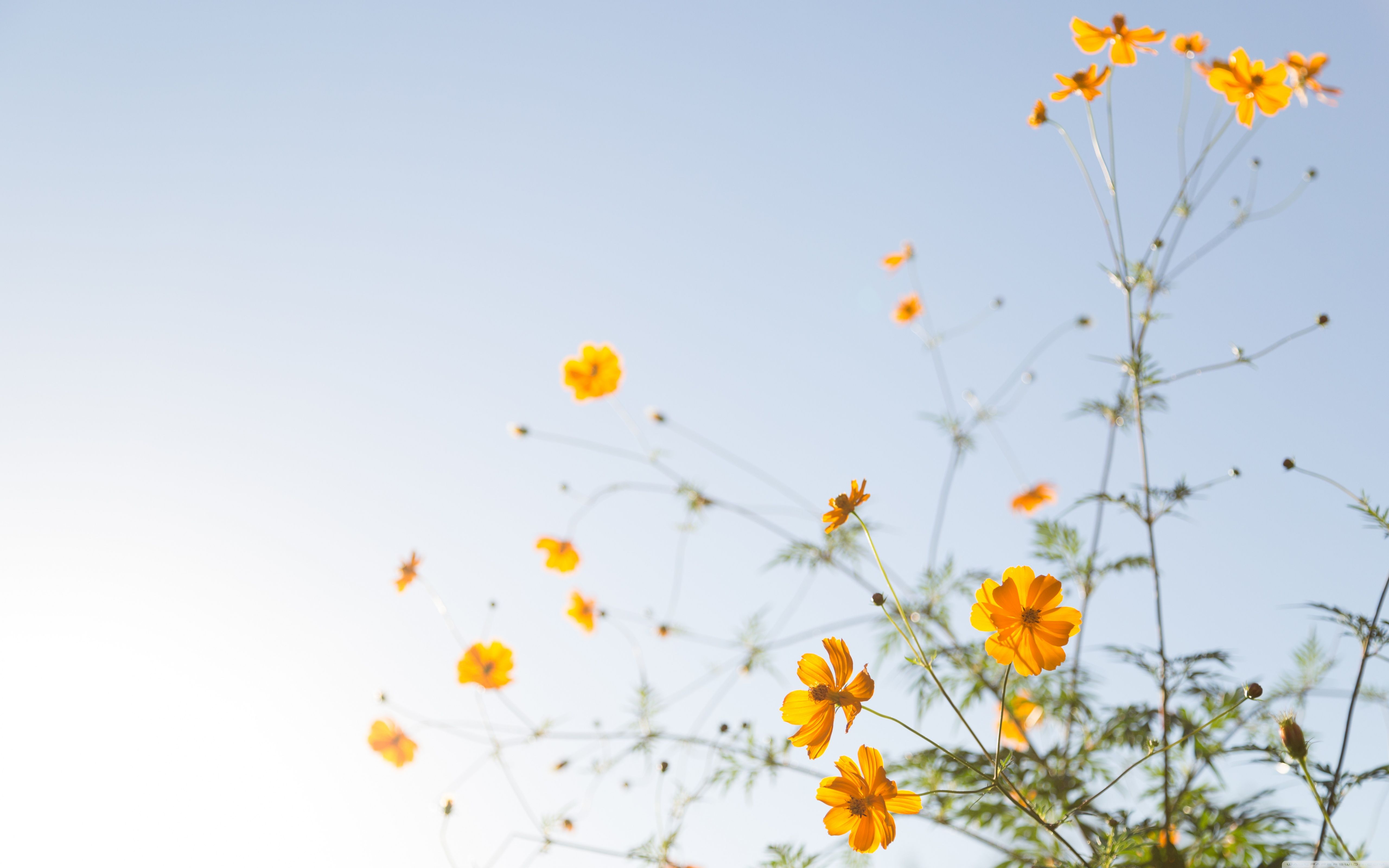 Fiori gialli cosmos cielo, 5120x3200 4K, Desktop 4K