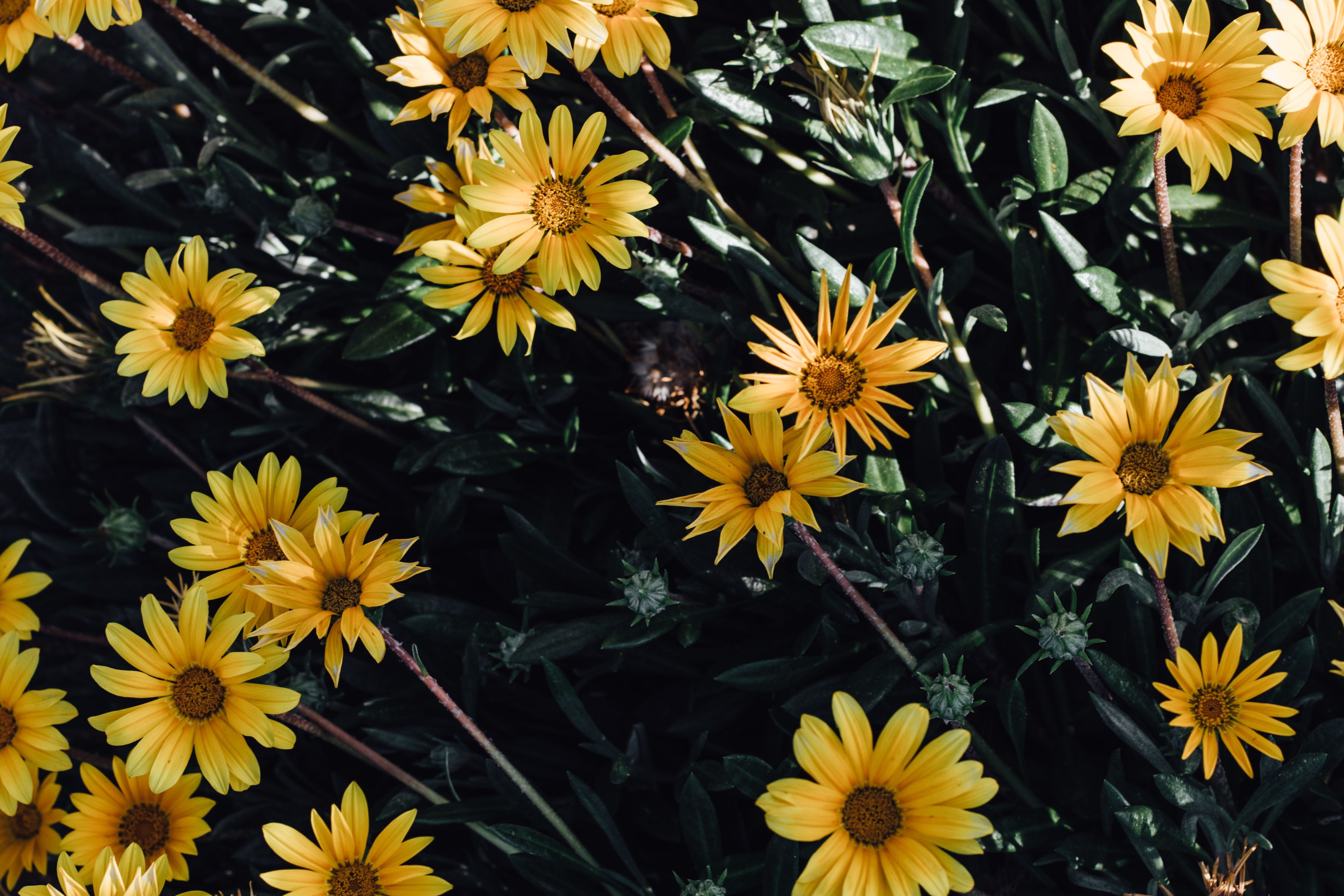 Fiori gialli tipo margherite, 4500x3000 4K Ultra HD, Monitor 4K