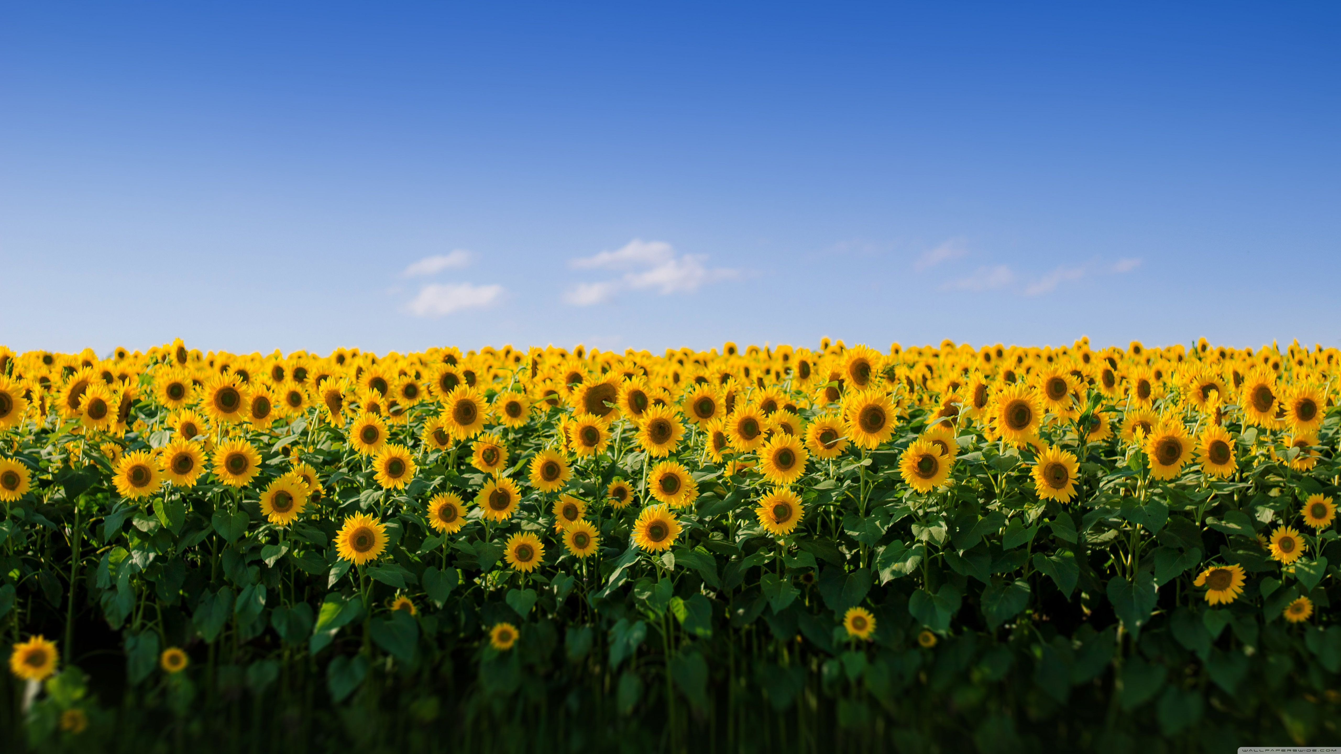 Campo di girasoli, 5120x2880 4K, Desktop 4K
