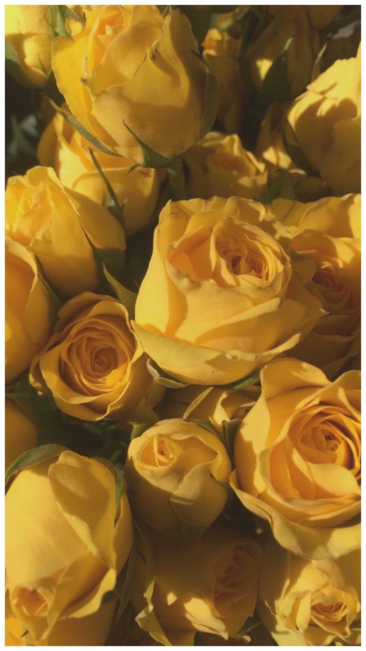 Rose gialle estetica, 750x1334 Full HD Verticale, Smartphone