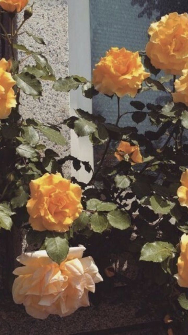 Rose gialle e arancioni, 720x1280 Verticale, Mobile
