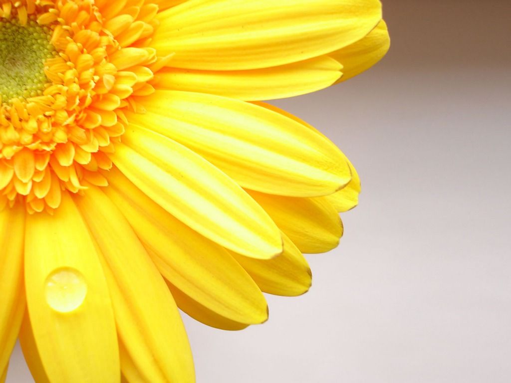 Fiore giallo gerbera macro, 1024x768 HD, Desktop