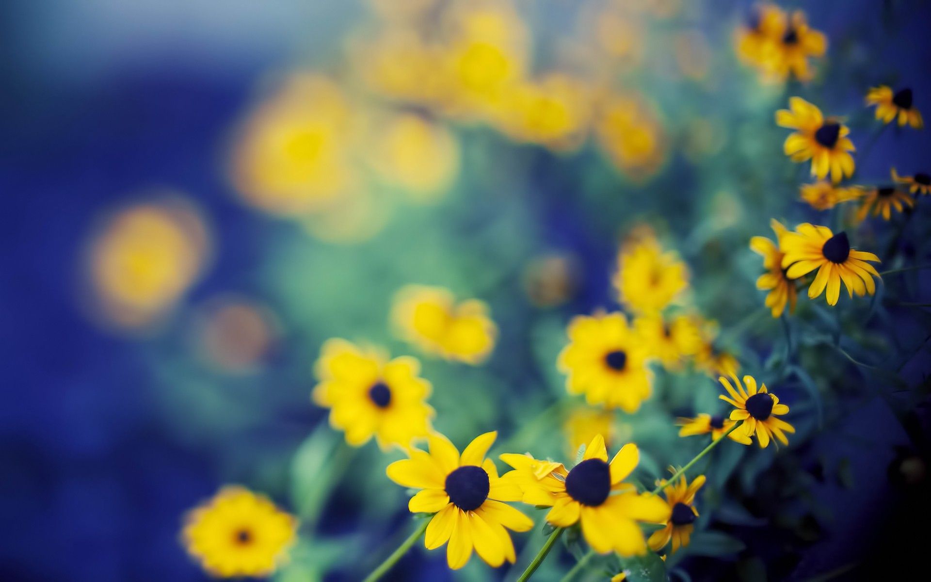 Fiori gialli sfocati, 1920x1200 Full HD+, PC Desktop
