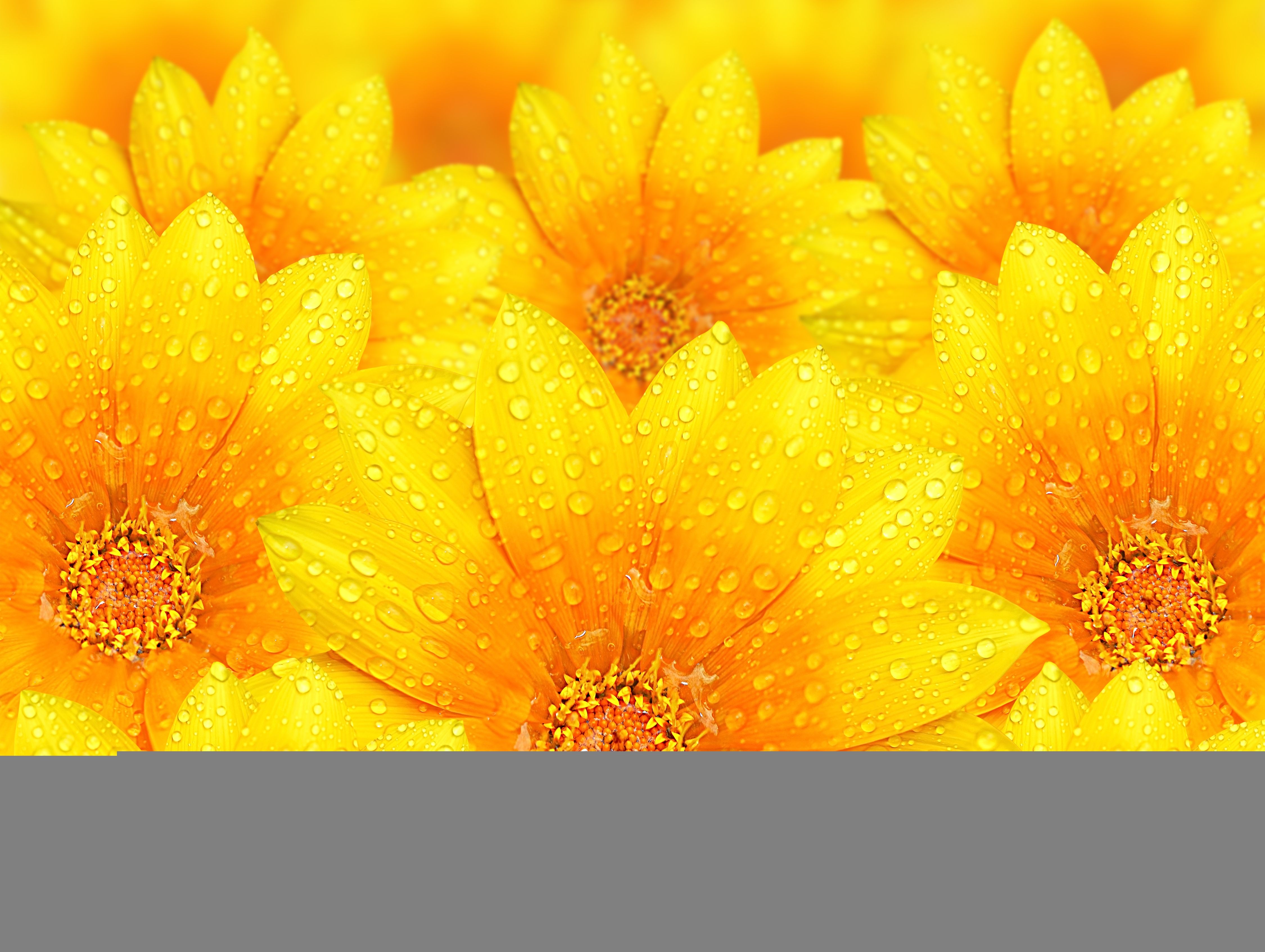 Fiori gialli con gocce d'acqua, 4500x3386 Ultra HD, 4K TV