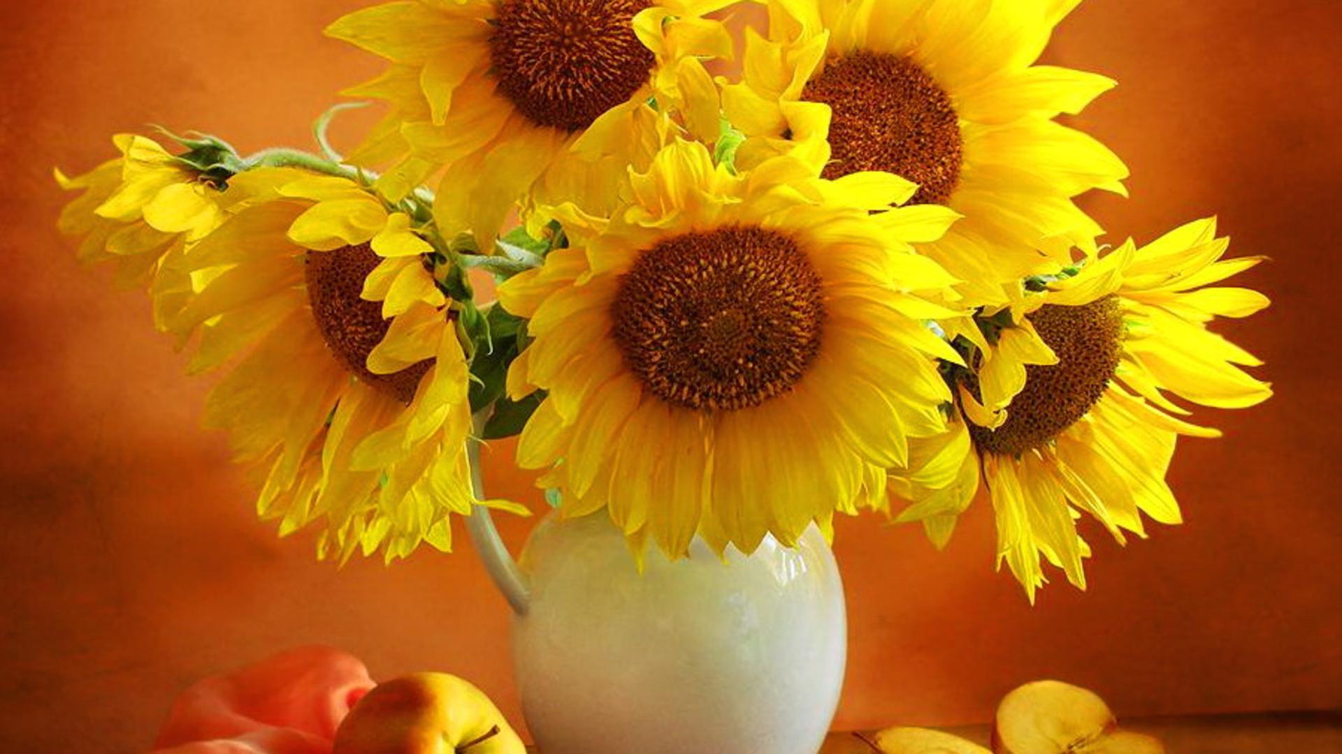 Girasoli gialli in vaso, 1920x1080 1080p, PC