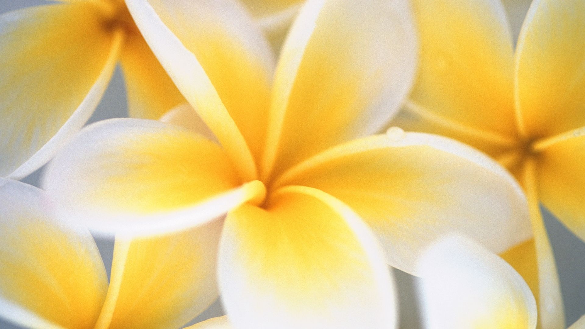 Fiori di plumeria gialli, 1920x1080 1080p, Desktop