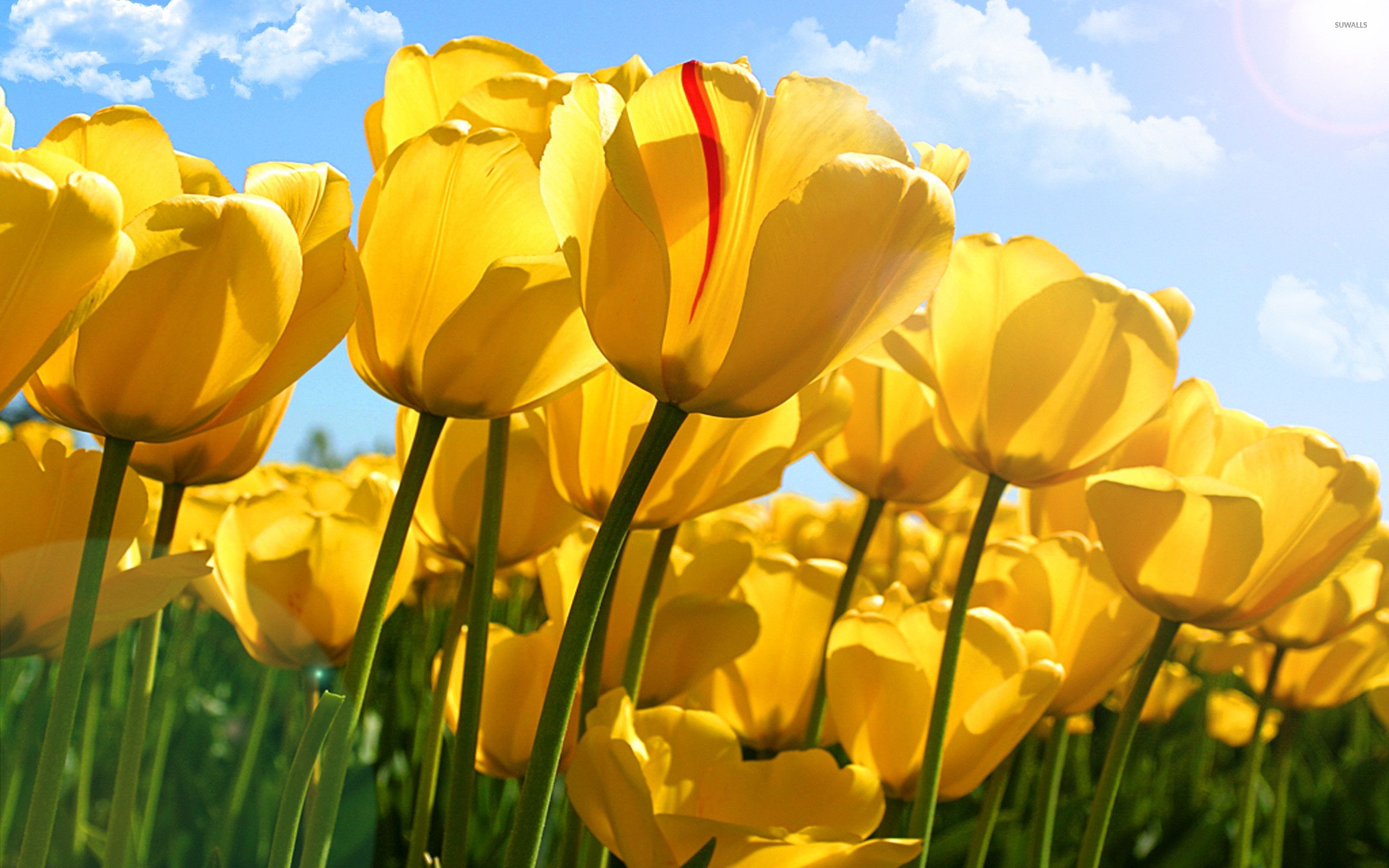 Tulipani gialli in campo, 2560x1600 2K+, Laptop
