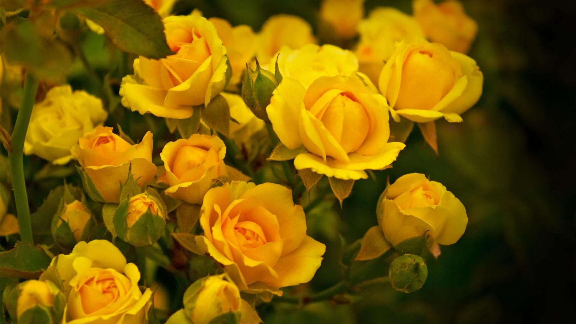 Rose gialle in fiore, 1920x1080 Full HD 1080p, Monitor Gaming