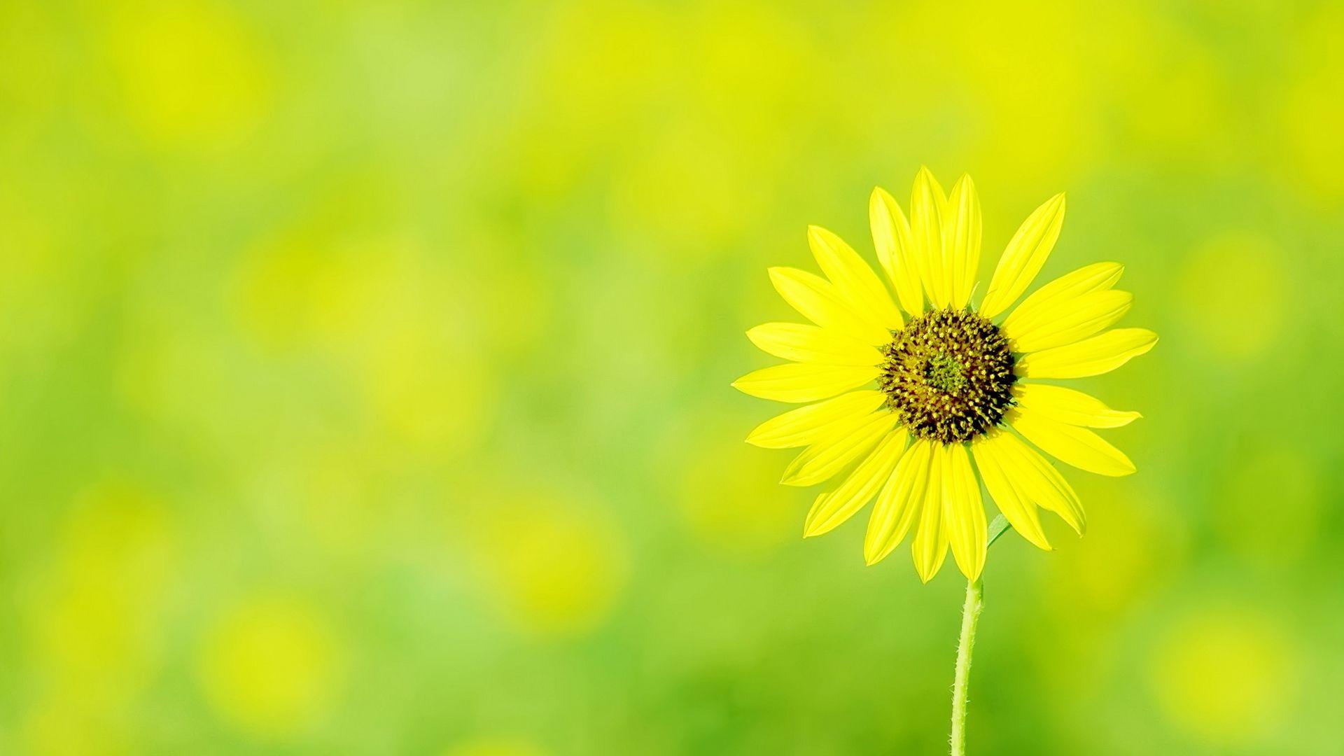 Fiore giallo su sfondo verde, 1920x1080 Full HD 1080p, Desktop