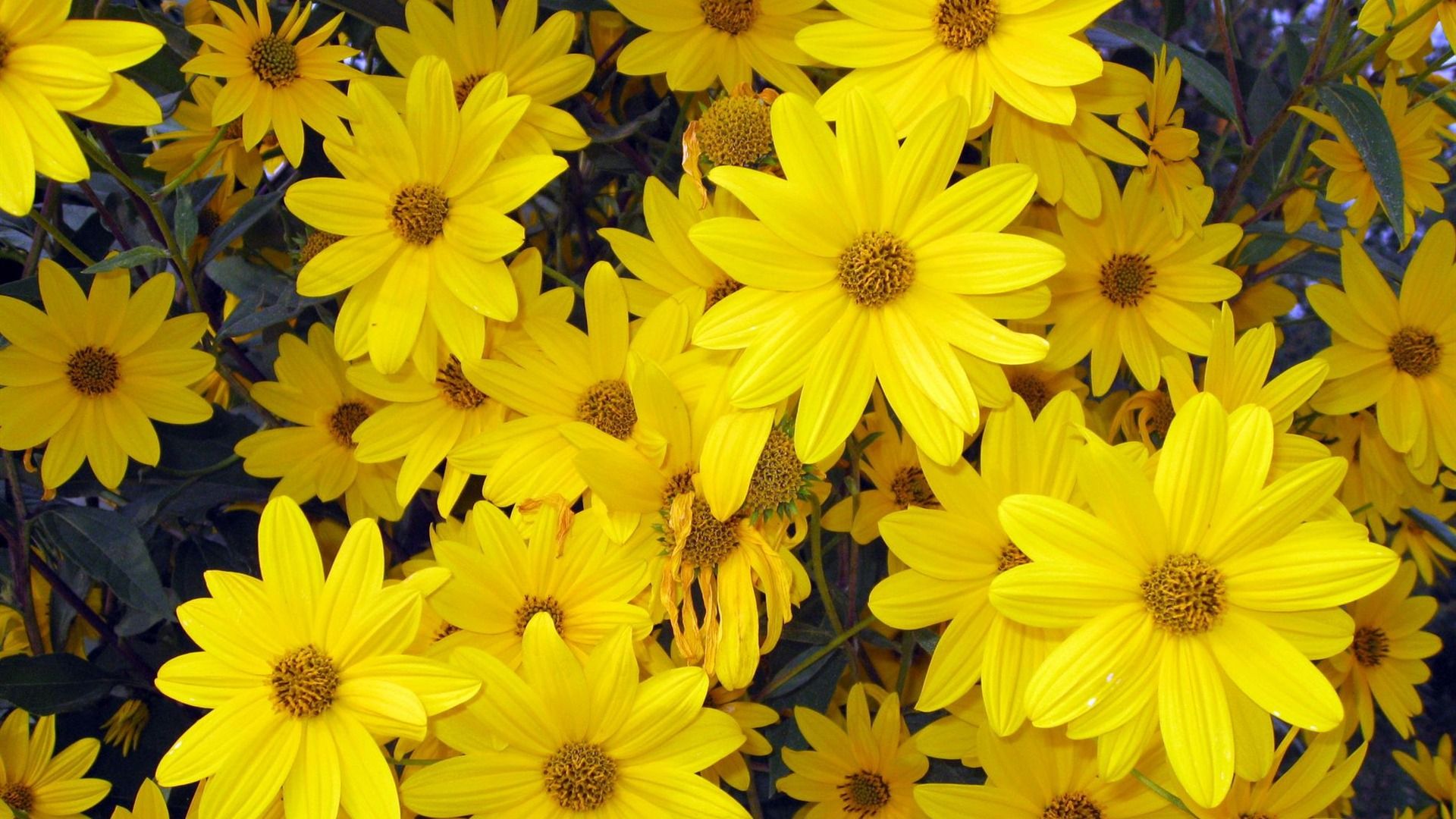 Fiori gialli margherite, 1920x1080 Full HD, PC Desktop